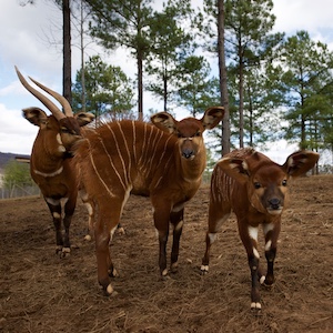 Eastern mountain bongo image