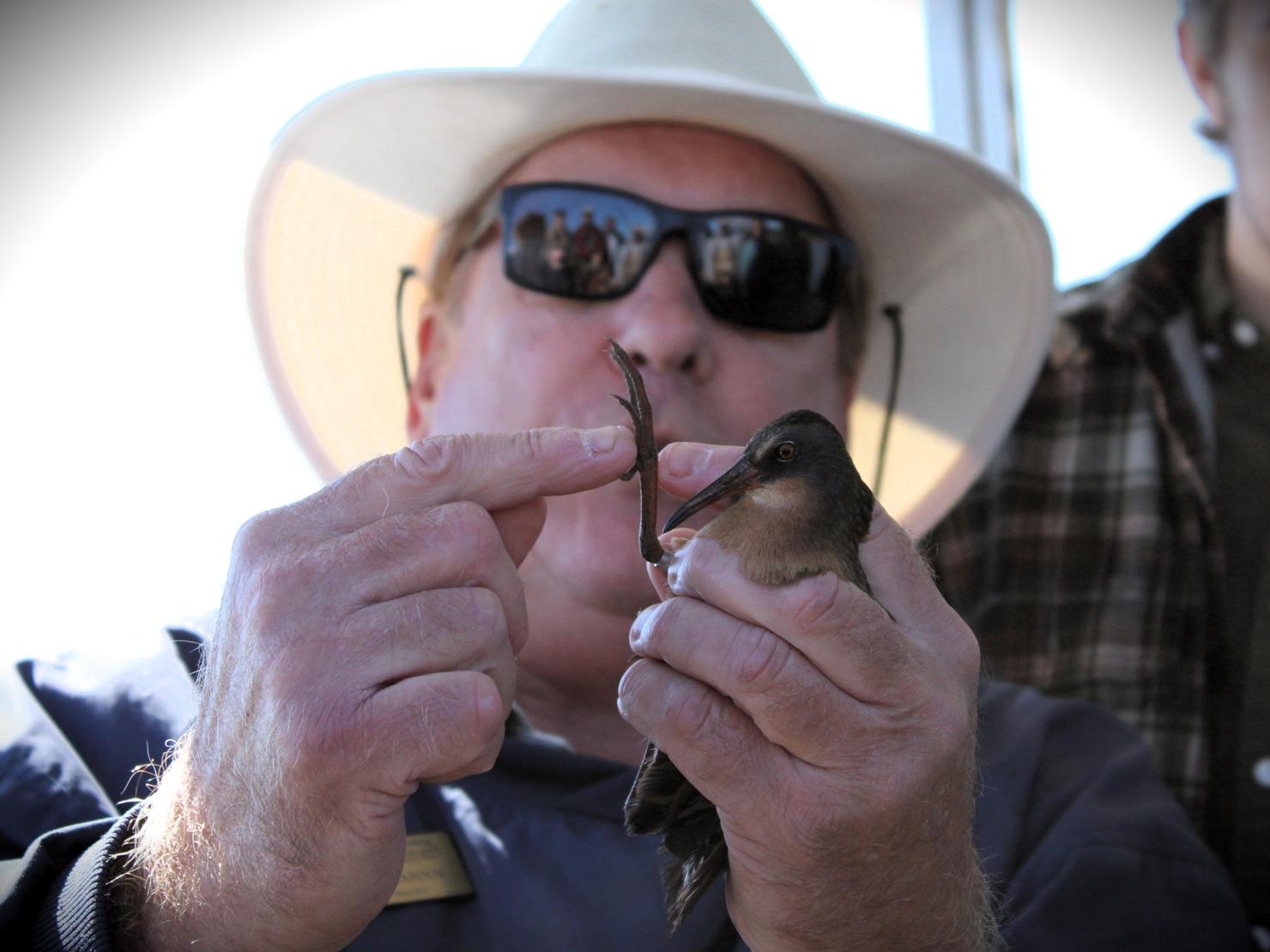 Park naturalist Greg Kearns holds a marsh bird and examines it