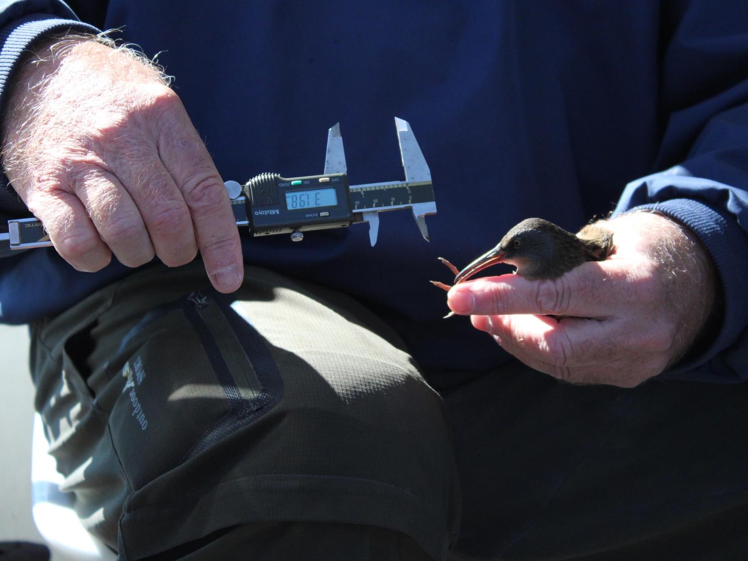 Measuring a marsh bird
