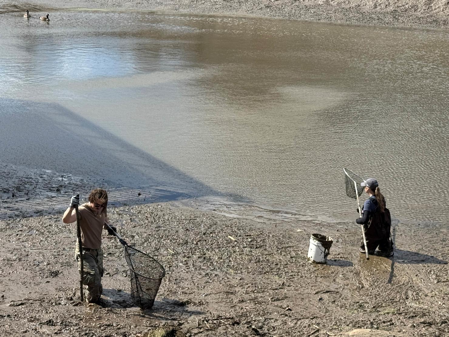 Two volunteers wade into the knee-deep mud with nets to rescue turtles