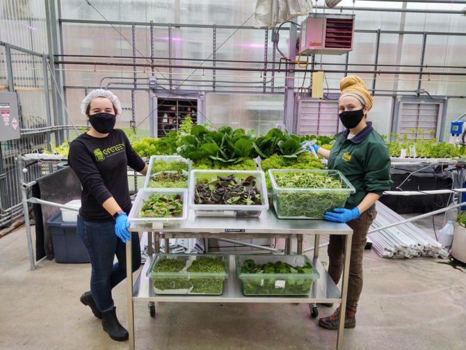 Greenhouse during COVID