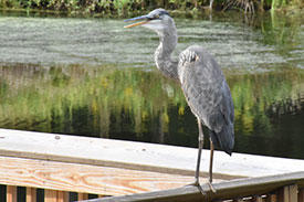 A heron on a pier near the Potomac Science Center 