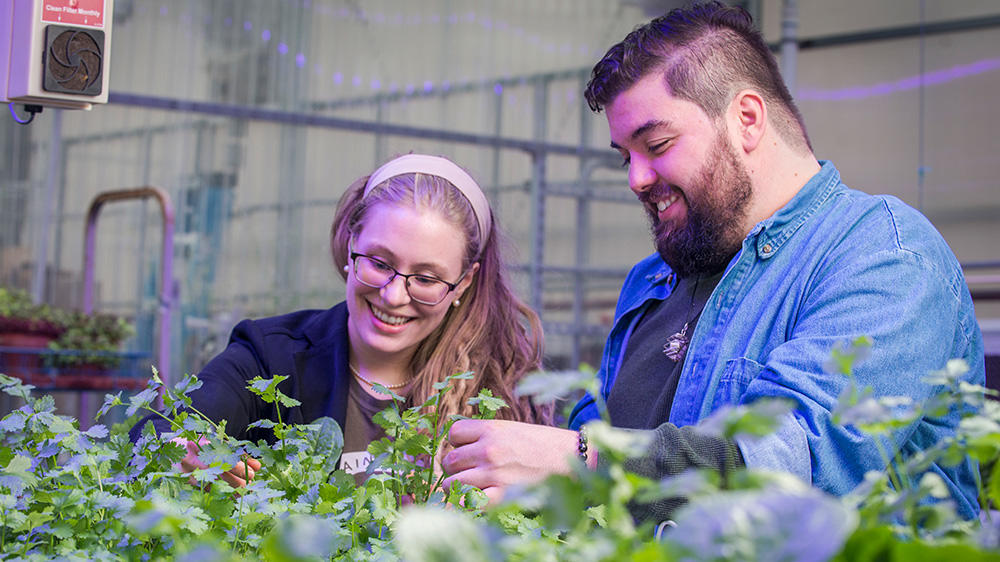 A staff member and a student work together, tending a group of healthy plants inside a greenhouse.