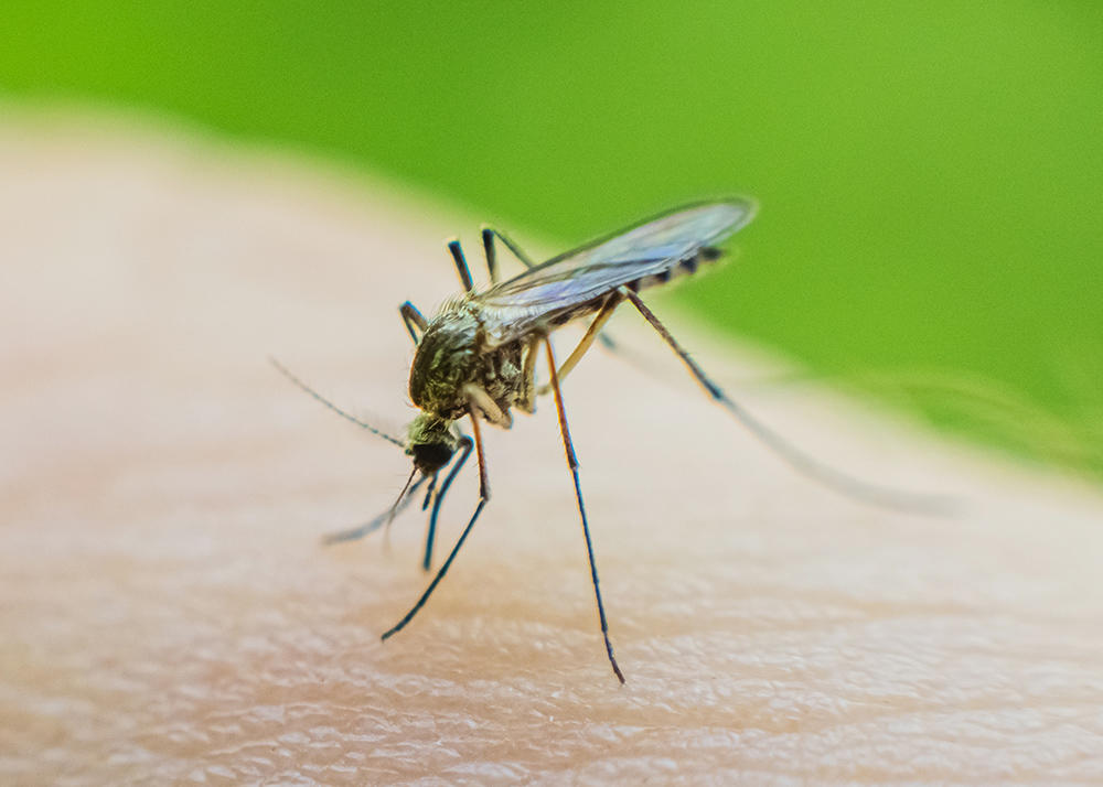 Closeup of a mosquito on skin