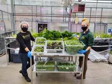 Greenhouse during COVID