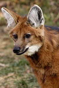 Maned Wolf