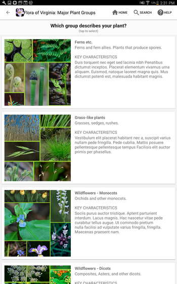 A screenshot from the Flora of Virginia app. This page details major plant groups. The heading says "Which group describes your plant? Tap to select." Below is a selection of groupings of plants, with titles like ferns, grass-like, wildflowers, etc. Each grouping has some example imags and key characteristics listed.