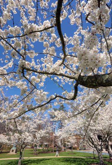 Cherry blossoms in bloom on campus