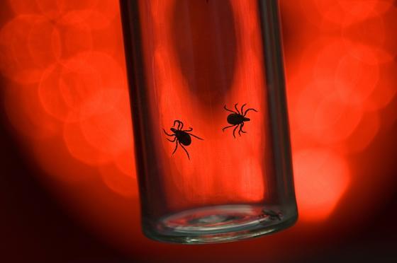 ticks in test tubs