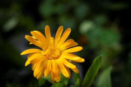 Yellow flower