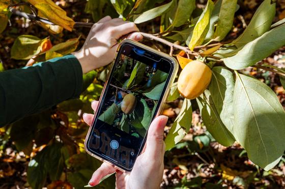 Smartphone takes a photo of a plant on campus for Bioblitz