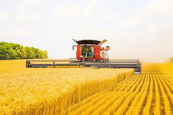 crops in the field