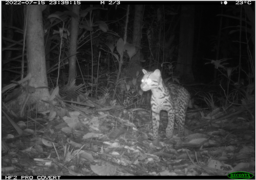 ocelot in the rainforest