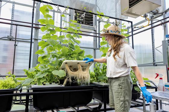 Doni Nolan, greenhouse manager, lifts the tray holding some plants to see the roots beneath them in the President's Park Greenhouse