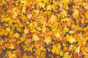 Bright yellow and orange fall leaves
