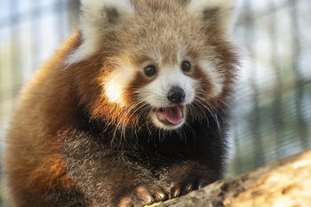 Close up shot of Moonlight's cub.