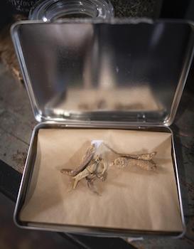 Pieces of wild ginseng in a tin container at the Paris Apothecary