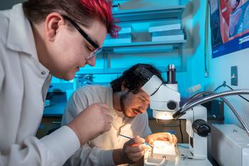 Assistant Pprofessor of Neuroscience Ren Guerriero and a researcher look closely at a tray of fruit flies they are preparing to examine under a microscope