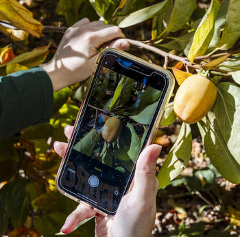 paw paw for bioblitz