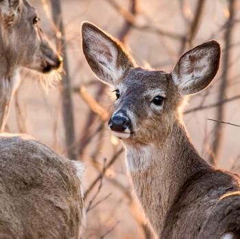 White Tailed Deer