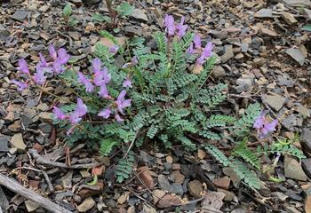 ozark milkvetch plant